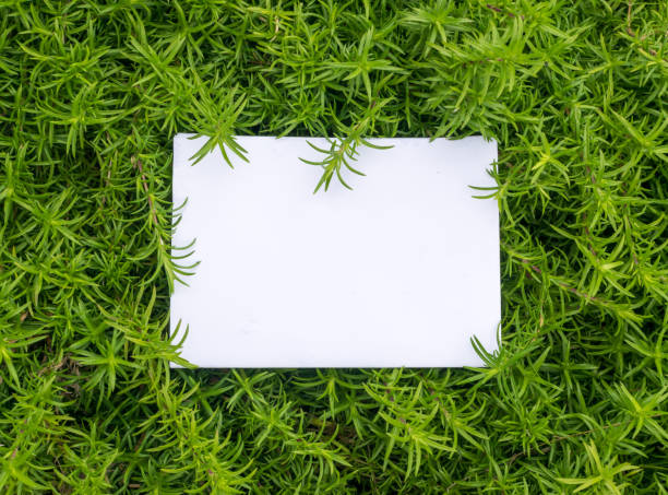 istock Lush greenery and sheet of paper 1079821410