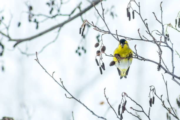 Yellow siskins feeding in winter in Cerdanya, Pyrenees-Orientales, France llivia stock pictures, royalty-free photos & images