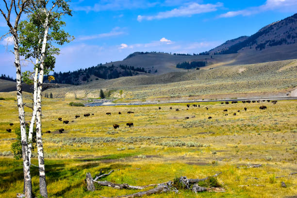 istock Buffalo grazing in the Lamar Valley 1079826424