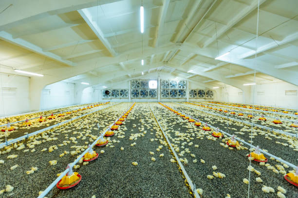 istock Small broilers chicken at the modern poultry farm. Little yellow chicks in close farm, temperature and light control. 1079832434