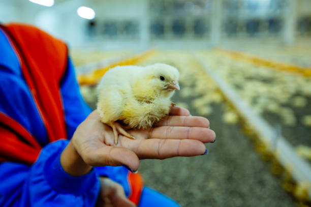 weibliche hand hält ein gelbes neugeborenes küken in hühnerfarm. kleines huhn in menschenhand auf bauernhof hintergrund. close-up - baby chicken human hand young bird bird stock-fotos und bilder