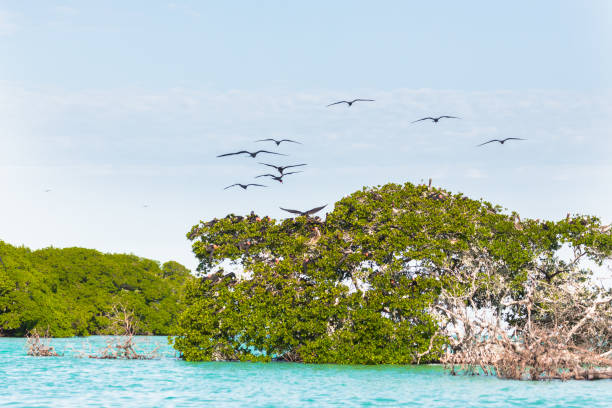 istock Frigatebird Tree in Sian Ka'an, Mexico 1079832928