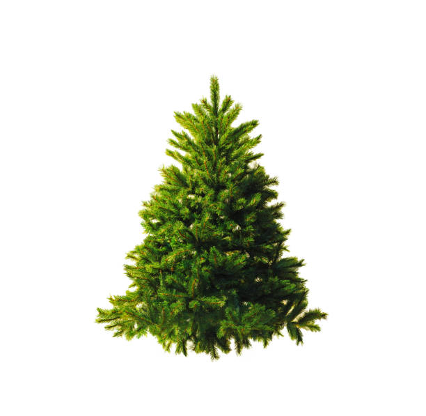 istock Artificial spruce. Christmas tree without ornaments isolated on a white background 1079832994