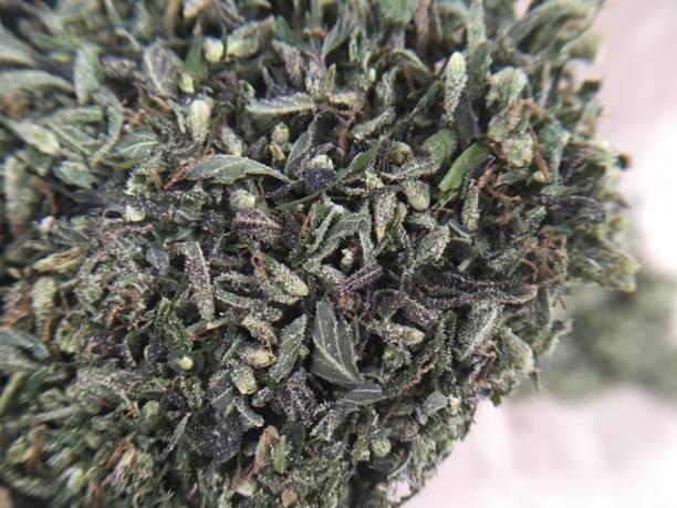 istock Medical marijuana cannabis plant hemp 1079833214