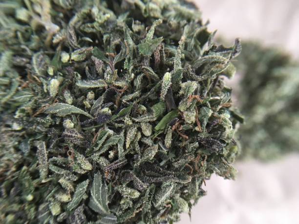 istock Medical marijuana cannabis plant hemp 1079833254