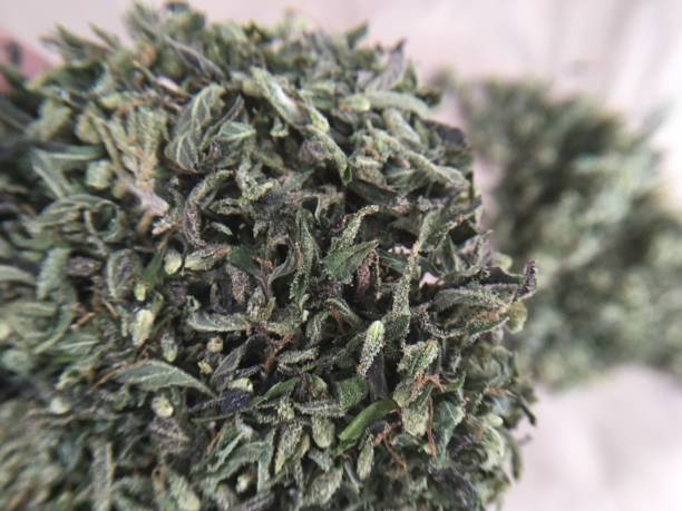 istock Medical marijuana cannabis plant hemp 1079833462