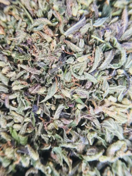 istock Medical marijuana cannabis plant hemp 1079833512