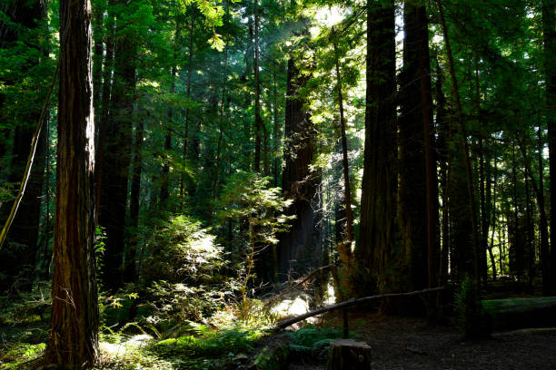istock Giant Redwood Trees in California 1079833648
