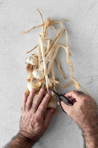 istock Bouquet of fresh purple garlic 1079837656