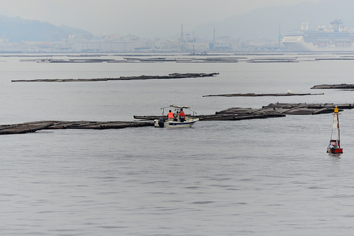 Two Japanese Oystermen tend to their oyster beds in Hiroshima bay in the early morning with a list mist falling.