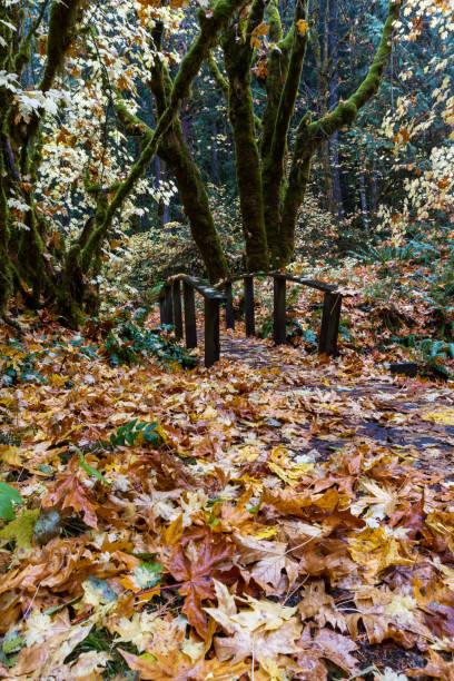 istock autumn in the woods 1079839766