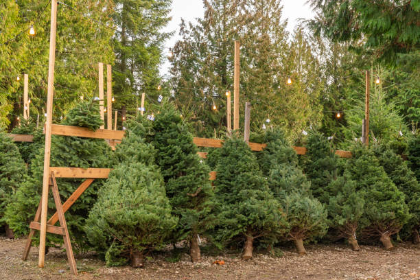 Christmas Trees ready to be Decorated.