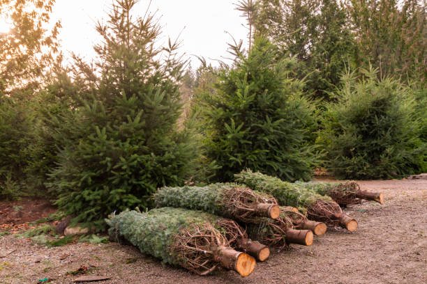 istock Christmas Trees ready to be Decorated. 1079848044