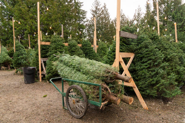 istock Christmas Trees ready to be Decorated. 1079848152
