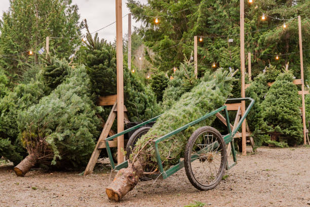 istock Christmas Trees ready to be Decorated. 1079848220