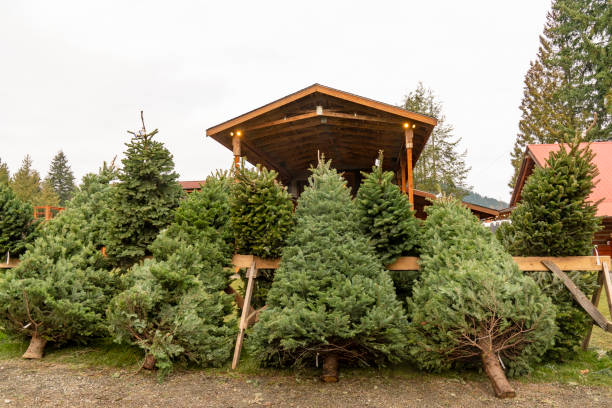 istock Christmas Trees ready to be Decorated. 1079848272