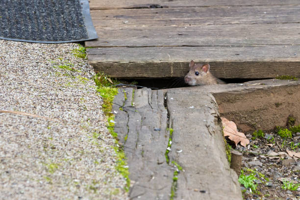 little mouse small mouse or rat sticking his head out of the cracks in the wood of a house deck rodent stock pictures, royalty-free photos & images
