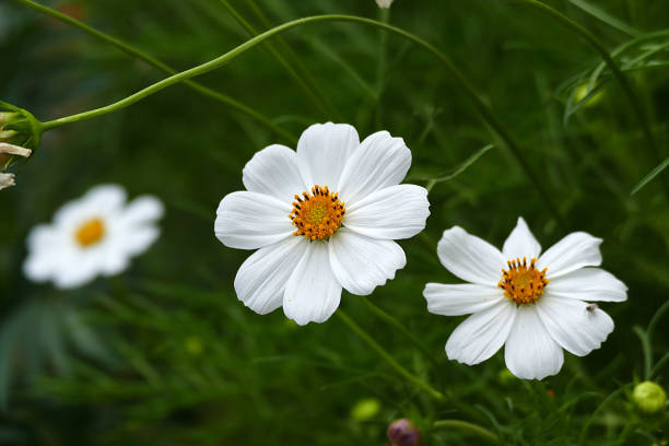 istock very beautiful white flower with yellow buds, with white petals 1079869078