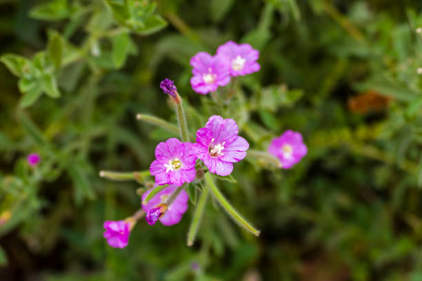 istock pink flowered species a thorn in turkey, 1079870544