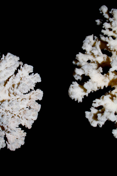 istock White Coral Piece Close Up on White Background 1079875360