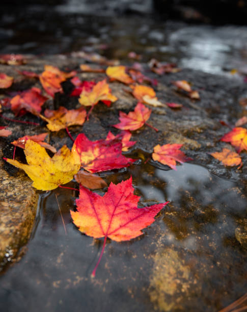 Autumn leaves in water stock photo
