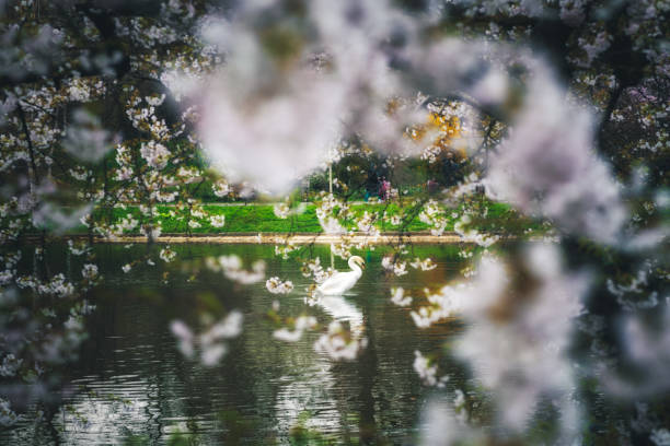 istock swan found in the lake 1079887082