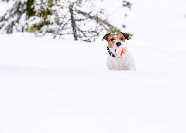 istock Dog playing at forest falls into deep snow 1079888704