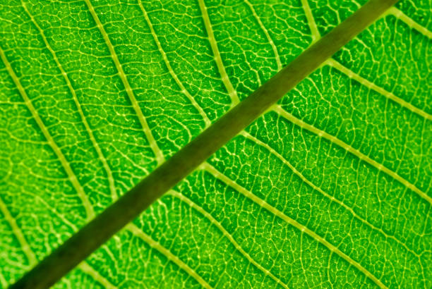 istock Close up of Leaf Veins 1079889120