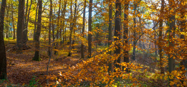 istock Forest in fall colors in sunlight in autumn 1079894668