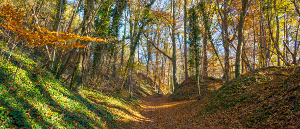 istock Forest in fall colors in sunlight in autumn 1079896038