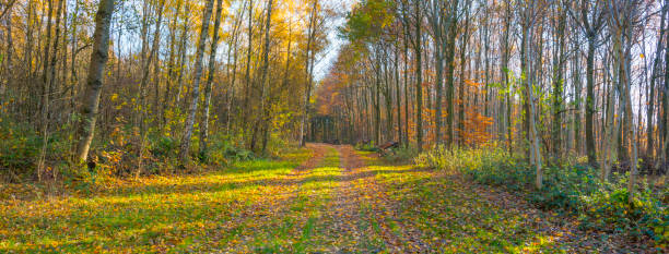 istock Forest in fall colors in sunlight in autumn 1079897098