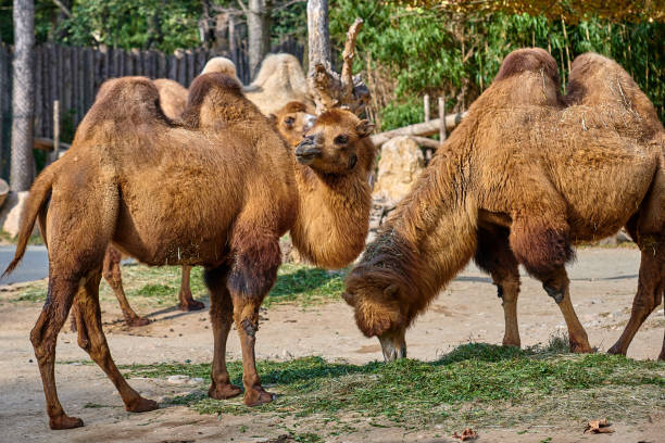 bactrian camel (camelus bactrianus) - bactrianus imagens e fotografias de stock