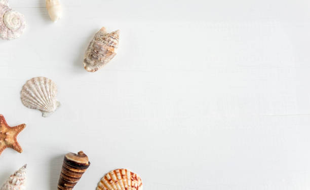 istock Wooden background white with shells. Frame with seashells on a white background. Sea background. Travel background 1079898806