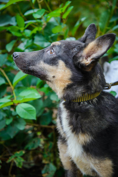 istock Mongrel dog with big ears looking towards closeup 1079900670