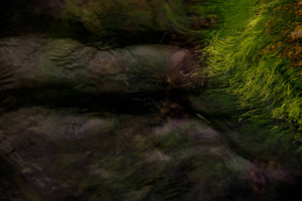istock green moss on a stone in the sea 1079904860