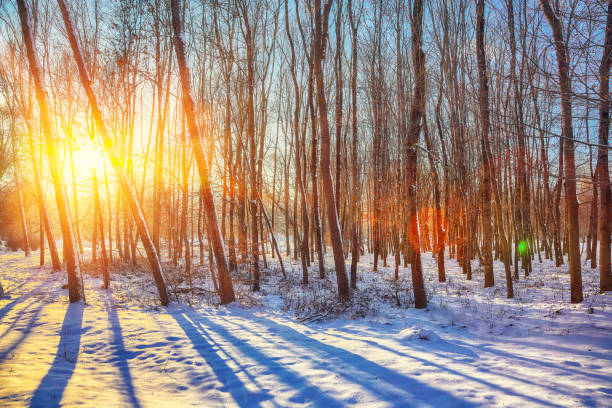 istock Snow-covered grass in city park. 1079905052