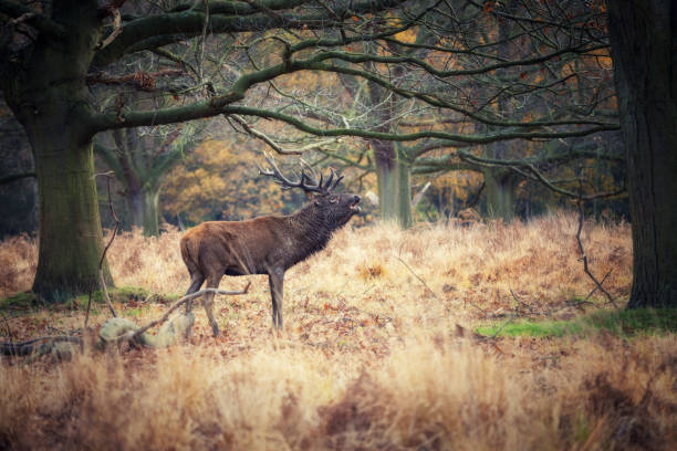istock London Richmond park views 1079906140