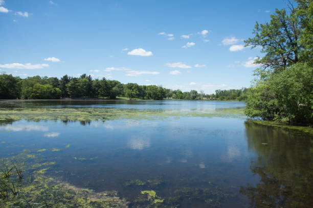istock Wetland Views at Herrick Lake 1079910902
