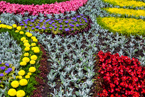 flower bed planted with a pattern of different kinds of flowers.