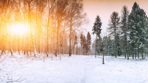istock Snow-covered trees in the city park 1079917352