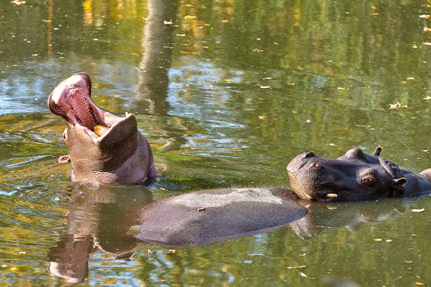 istock Hippopotamus (Hippopotamus amphibius) in the water 1079922088