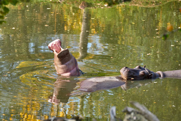 istock Hippopotamus (Hippopotamus amphibius) in the water 1079922256