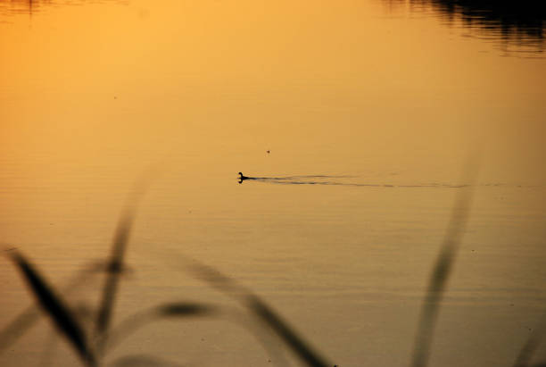 istock Duck in the lake 1079926150