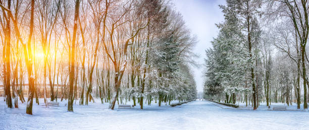 istock Snow-covered trees in the city park 1079927820