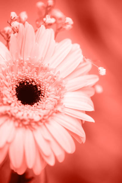 istock Pink gerbera on wooden table 1079944956