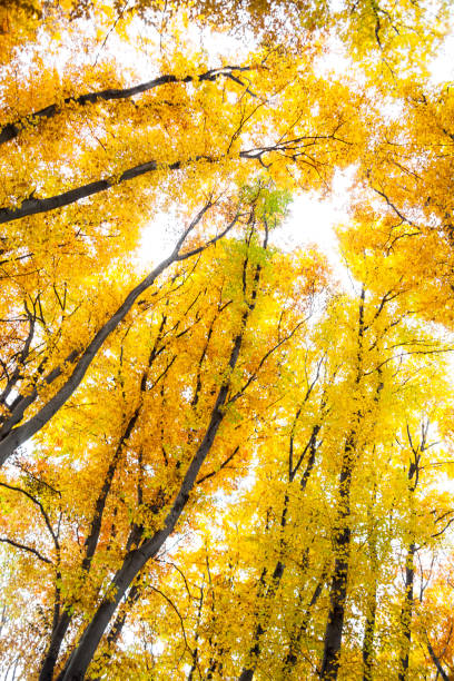 istock Yellow trees against the sky 1079954636