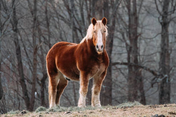istock Icelandic horse 1079955600
