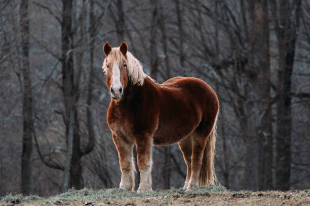istock Icelandic horse 1079959946