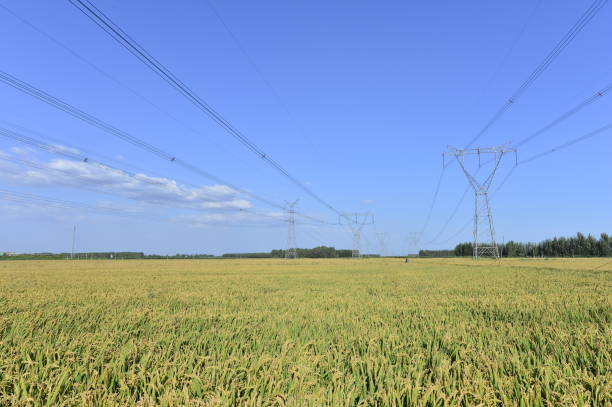 istock Mature rice in the field 1079960566