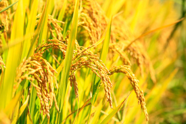 istock Mature rice in rice field, under the blue sky white clouds 1079960608
